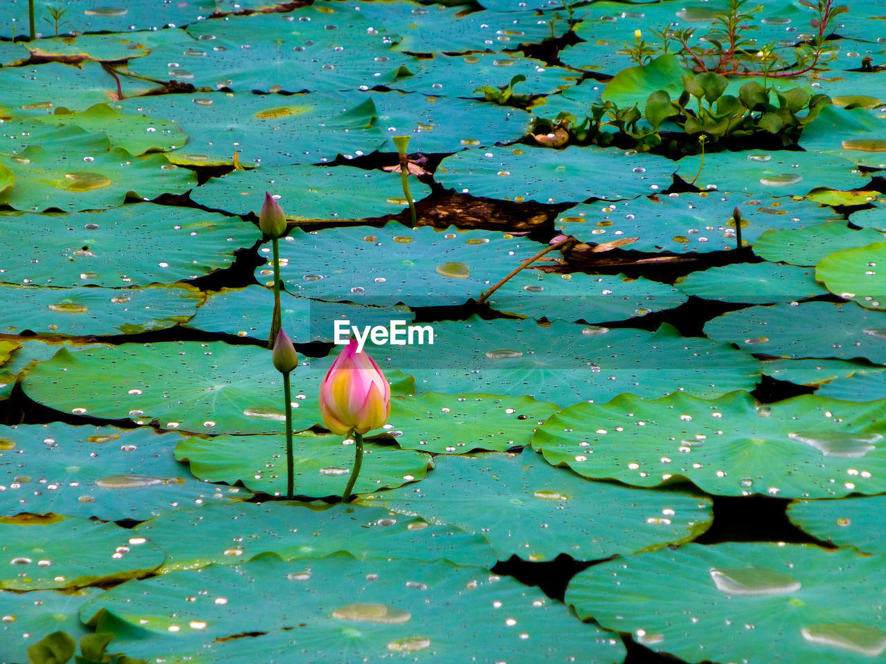 Lotus floating on pond