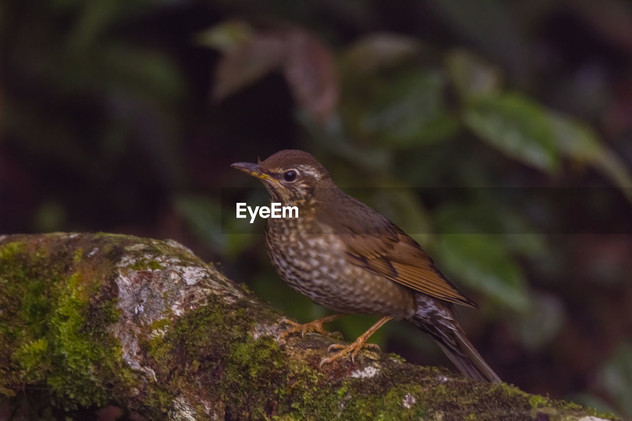 CLOSE-UP OF A BIRD