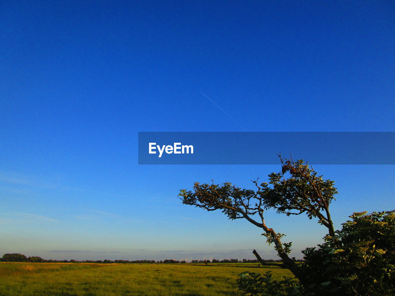 TREE ON FIELD AGAINST BLUE SKY