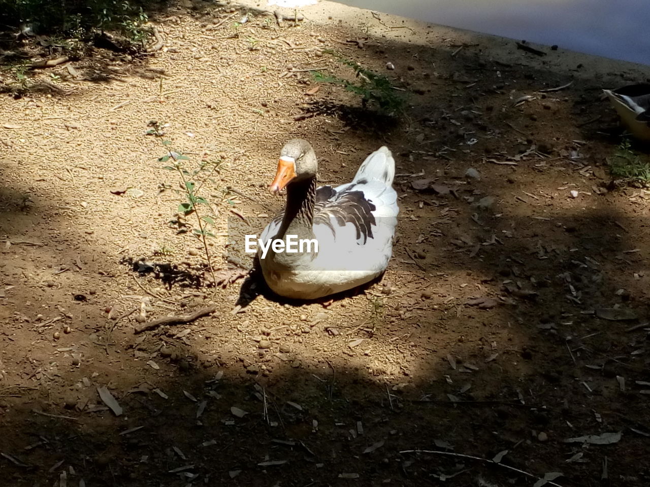 HIGH ANGLE VIEW OF MALLARD DUCK SWIMMING ON LAKE