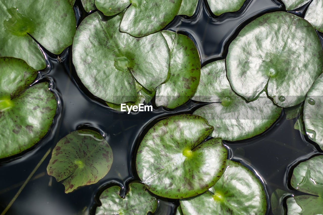 High angle view of water lily
