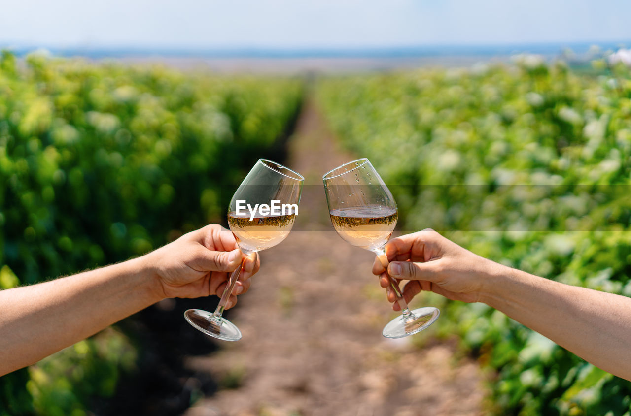 Men raising glasses in vineyard