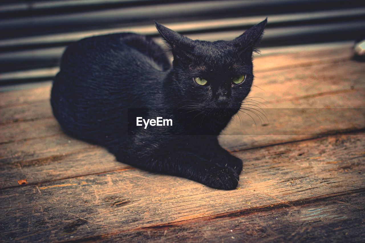 Close-up of black cat on hardwood floor