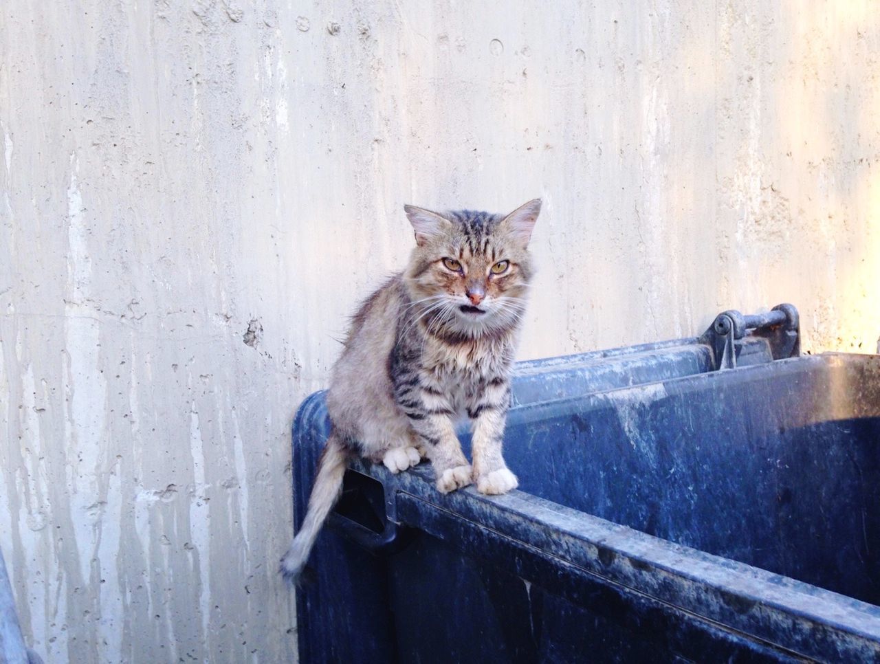 Portrait of cat by wall