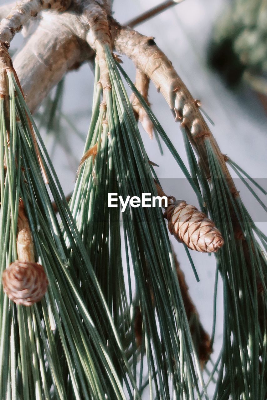 Pine branches and pine cones