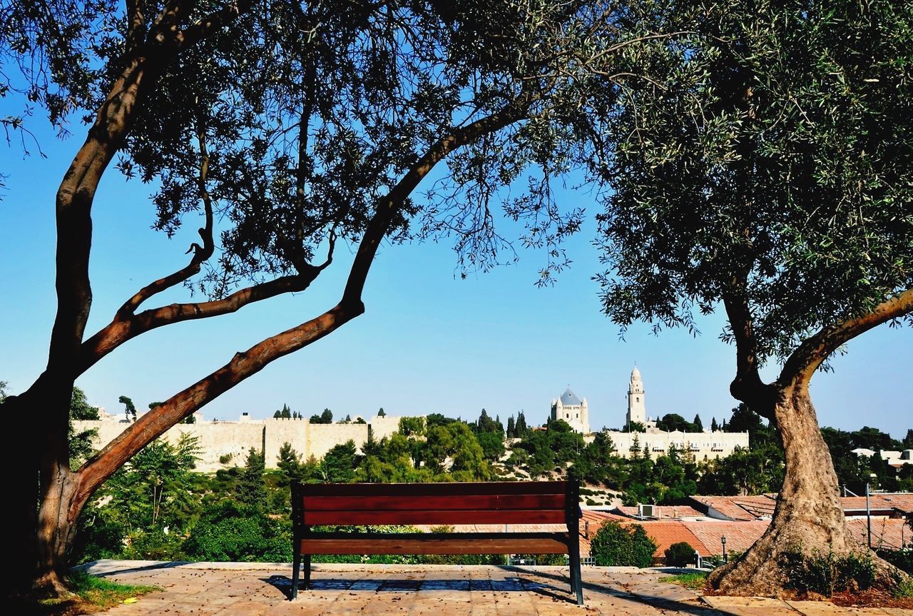Trees by park bench