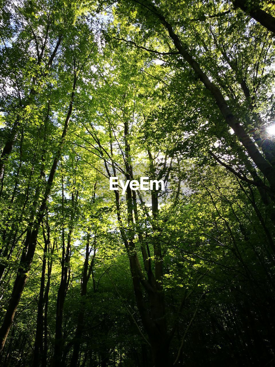 TREES GROWING IN FOREST