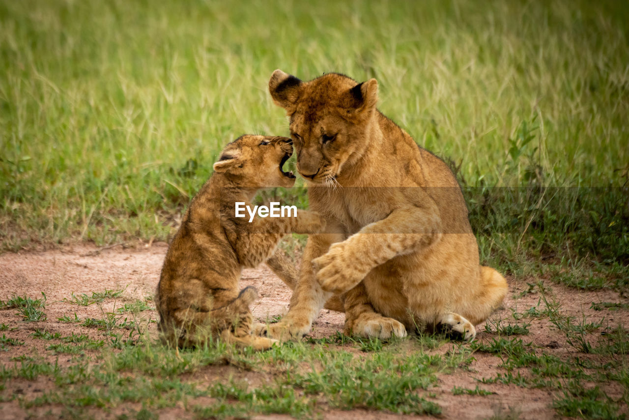 Lioness with cub playing at field