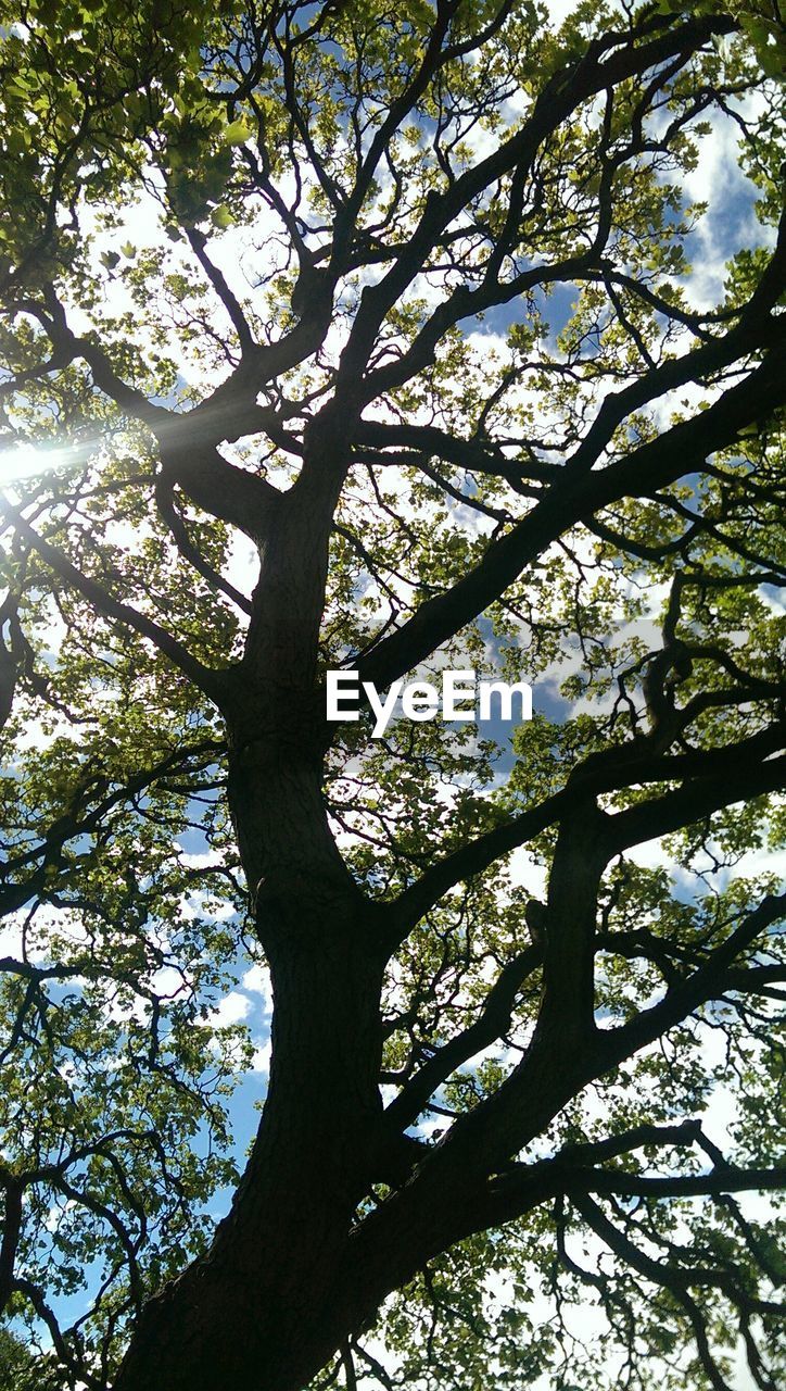 Low angle view of trees against cloudy sky