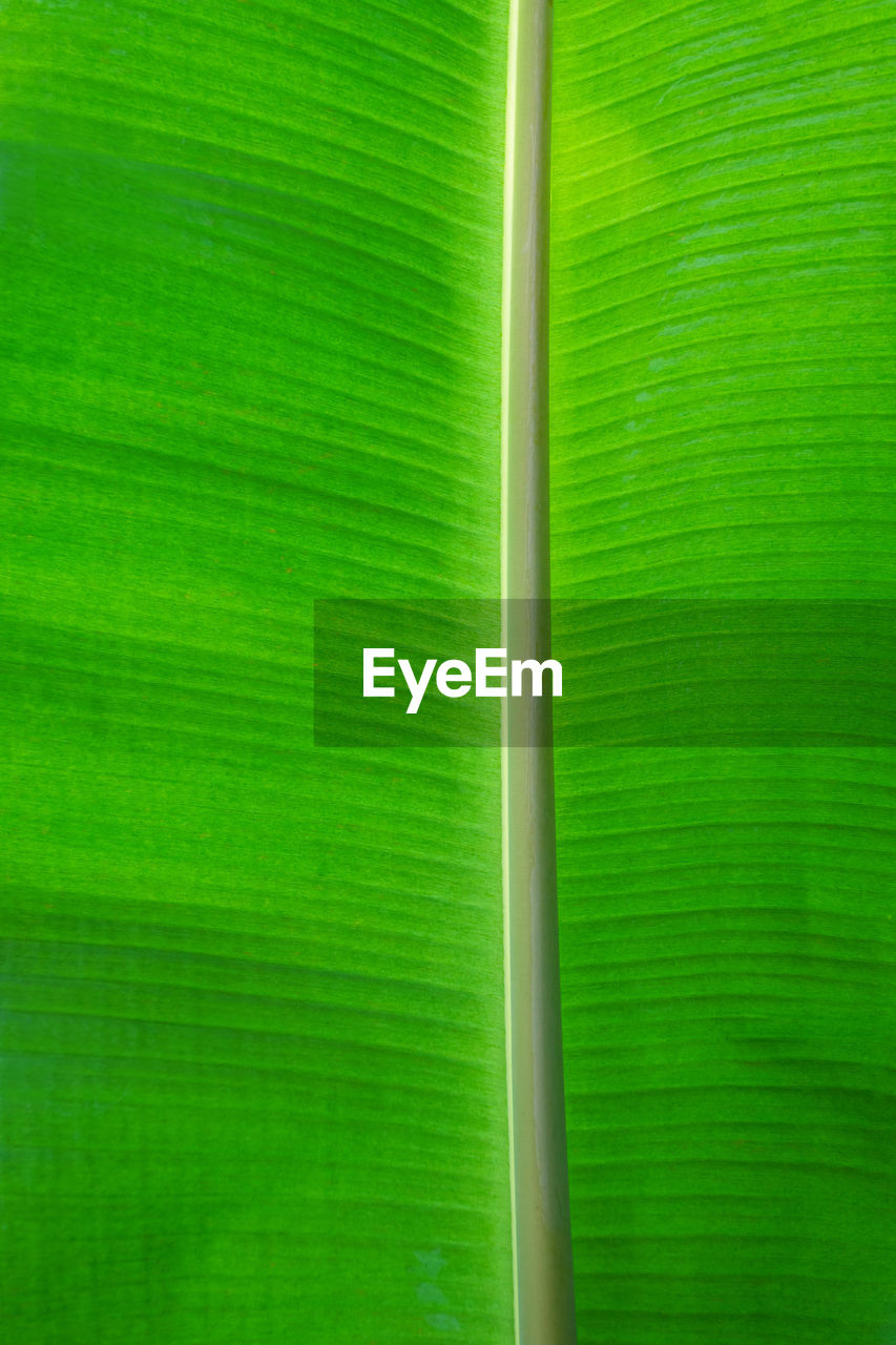 FULL FRAME SHOT OF GREEN LEAF ON PLANT LEAVES