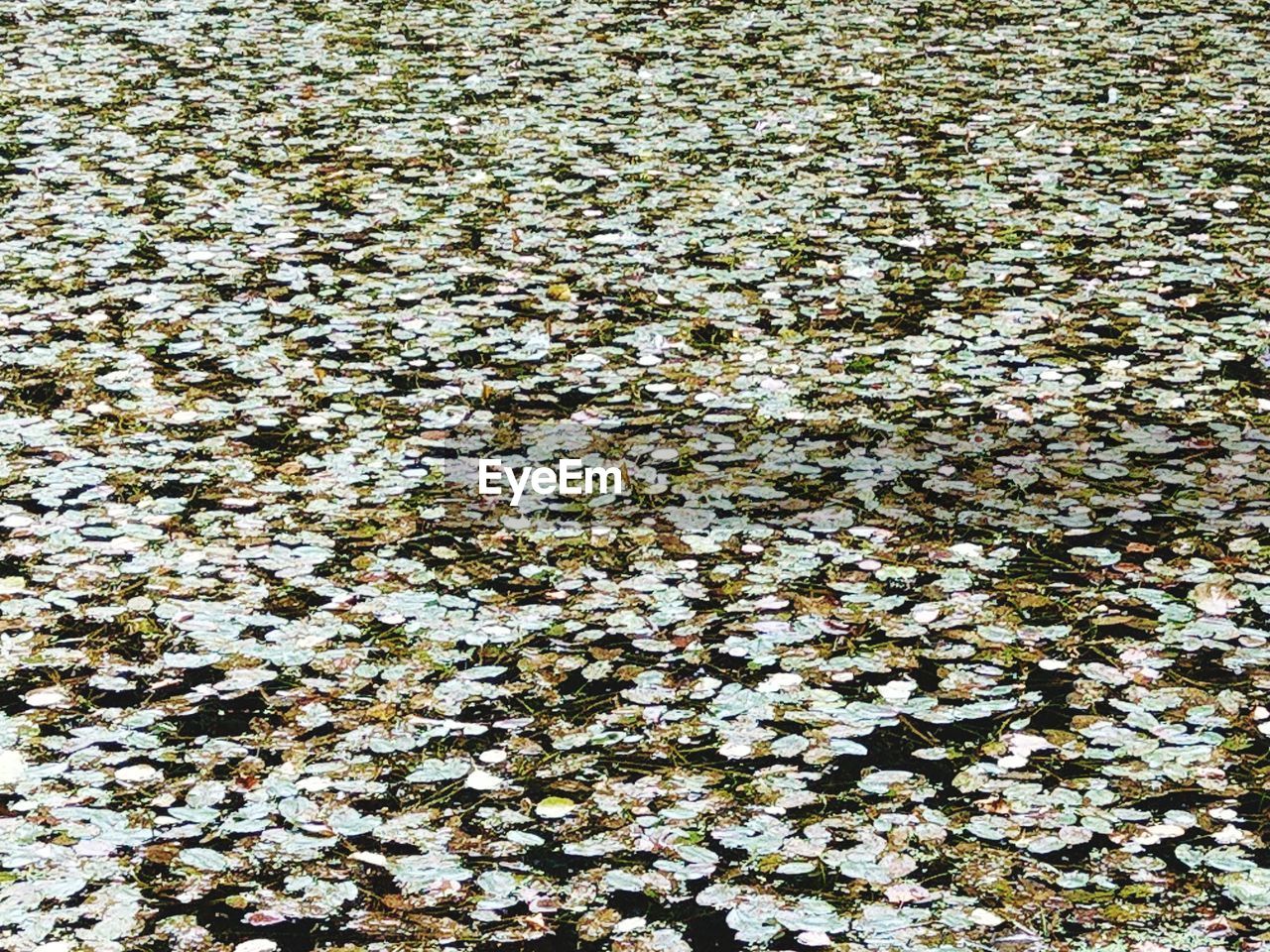 HIGH ANGLE VIEW OF LEAVES FLOATING ON SEA