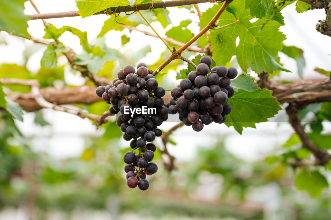 CLOSE-UP OF BERRIES GROWING ON TREE