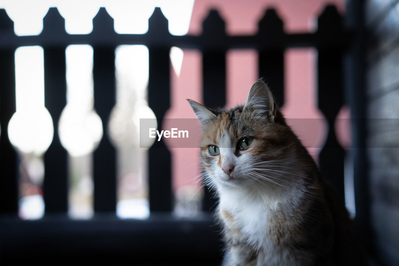 Close-up portrait of a cat