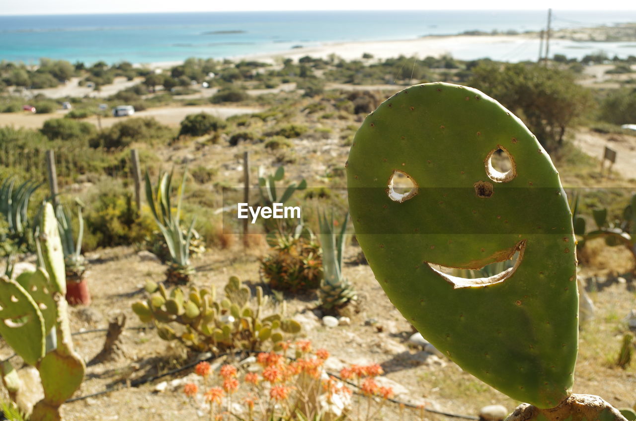 Close-up of cactus with thorns