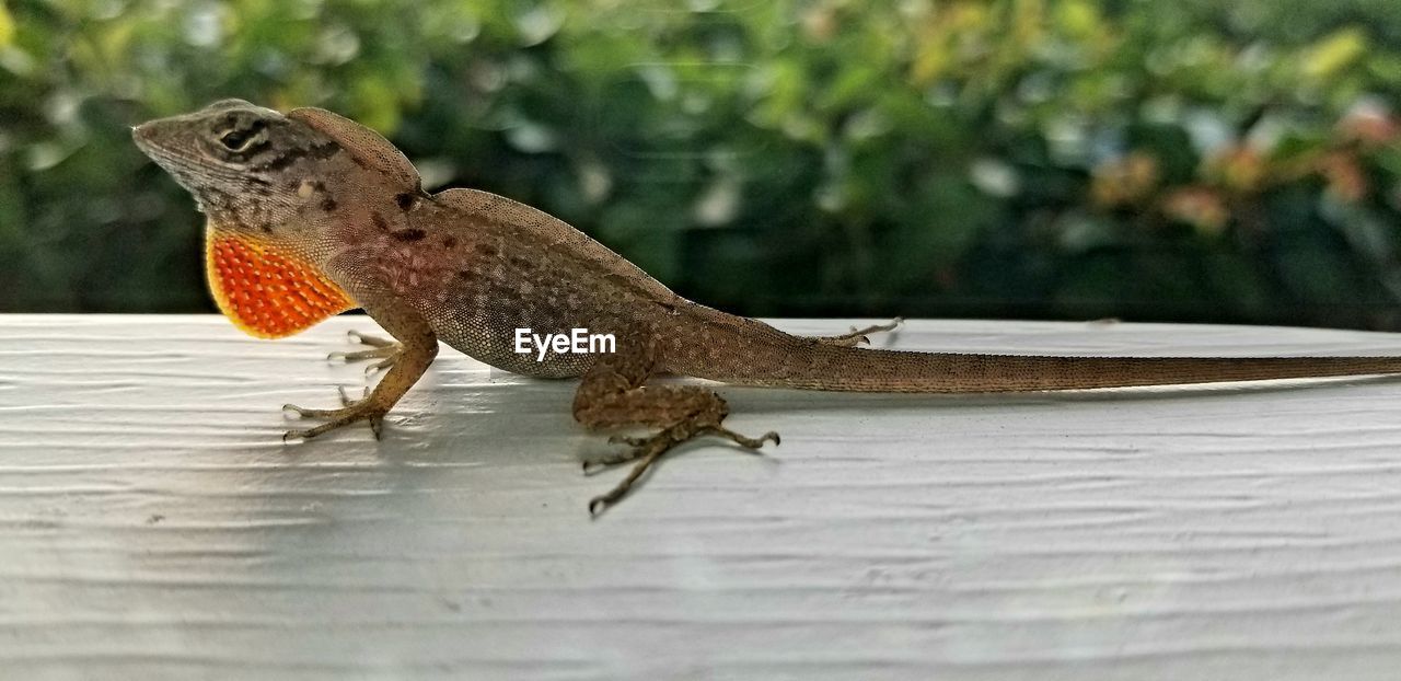 CLOSE-UP OF A LIZARD ON WATER
