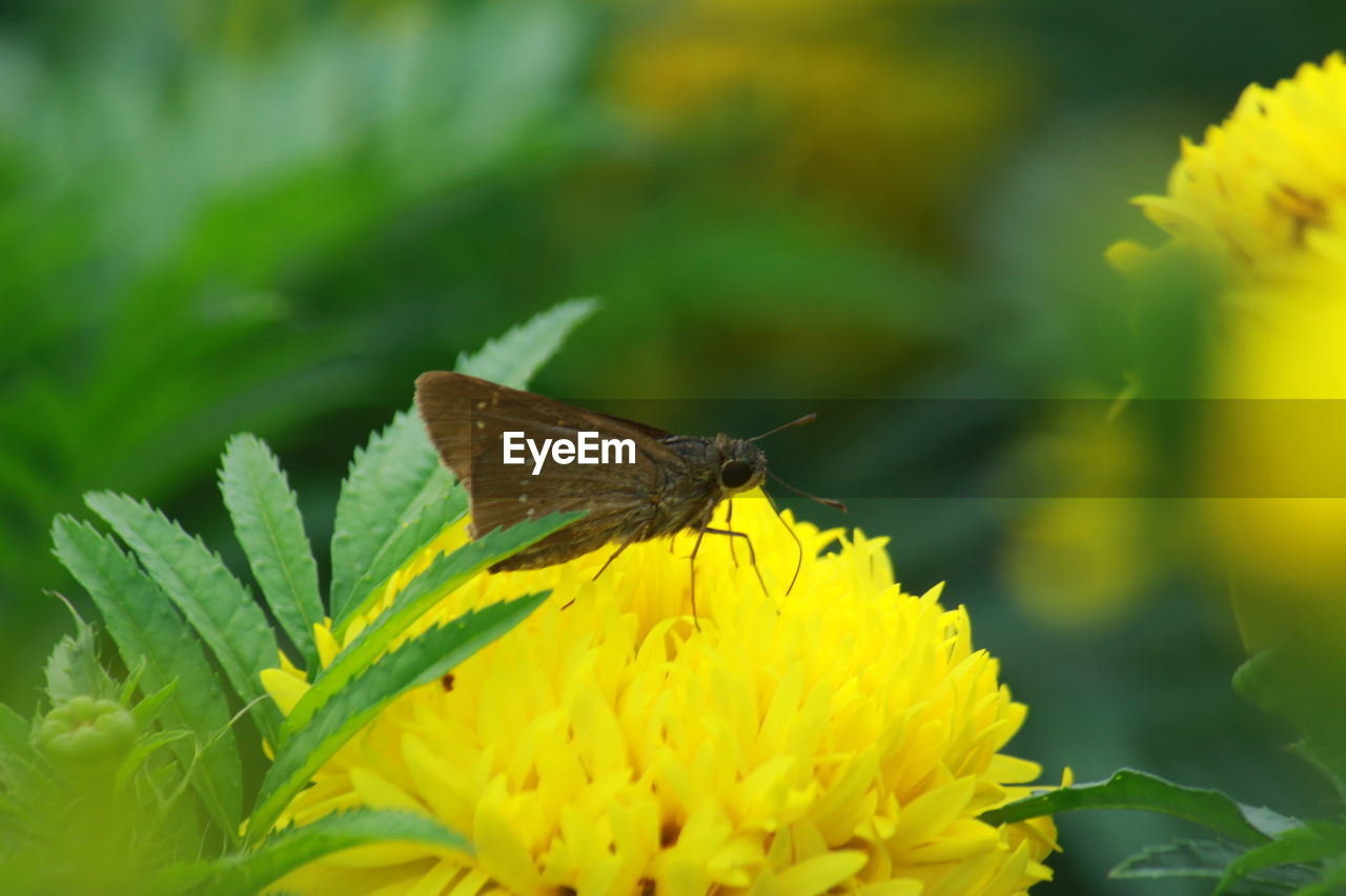 BUTTERFLY POLLINATING ON FLOWER