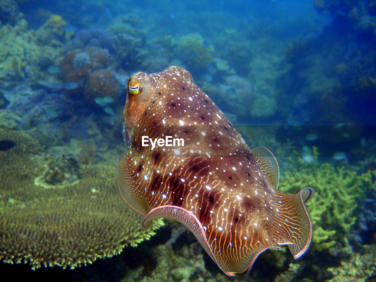 Close-up of cuttlefish swimming in sea