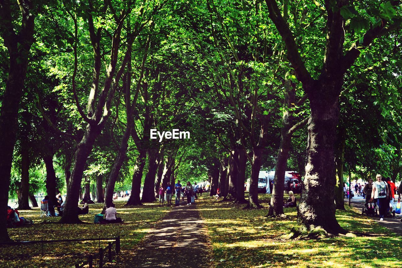 WALKWAY ALONG TREES IN PARK