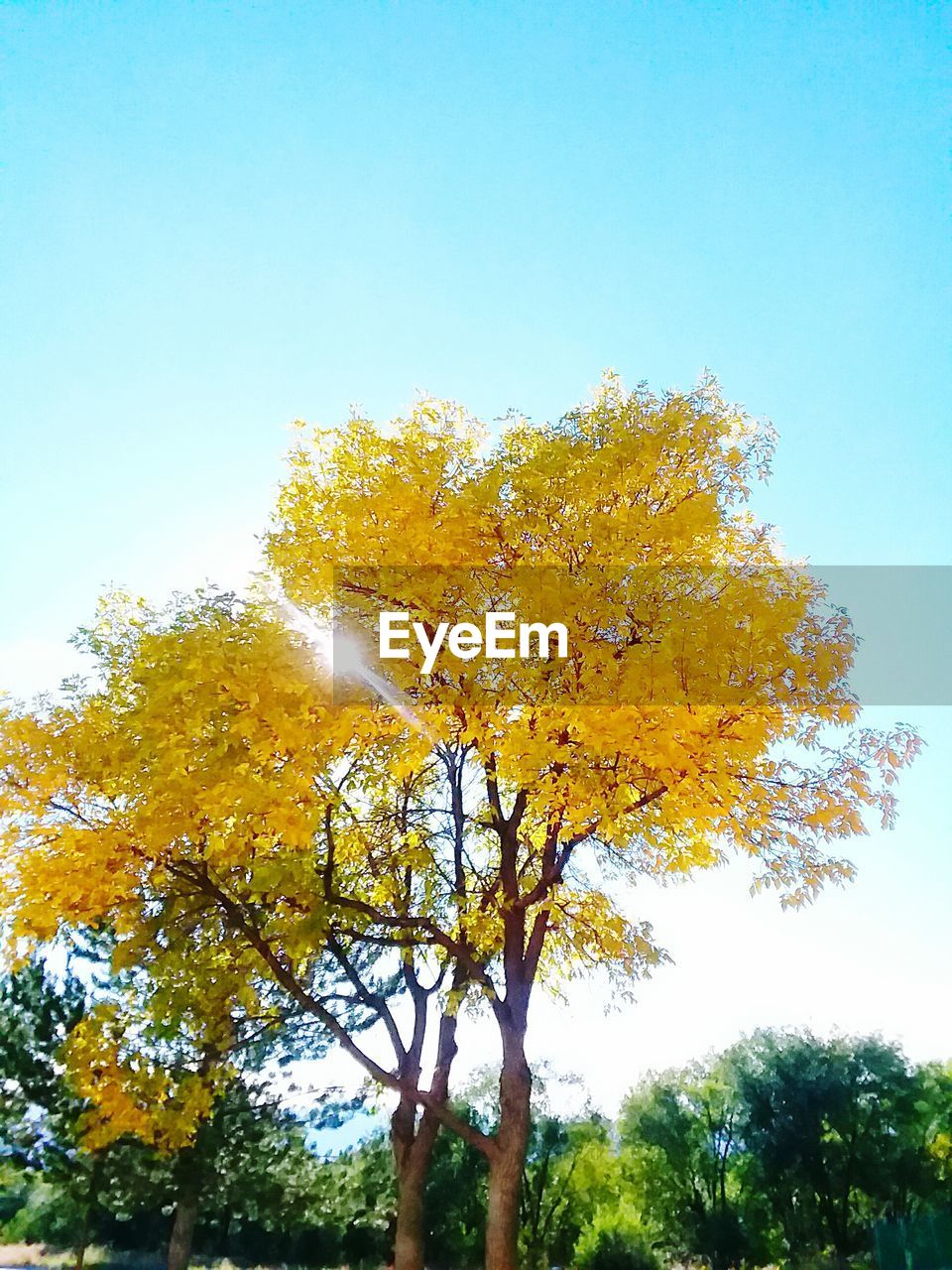LOW ANGLE VIEW OF AUTUMN TREE AGAINST SKY