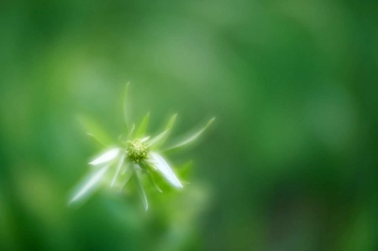 CLOSE-UP OF WHITE FLOWERS