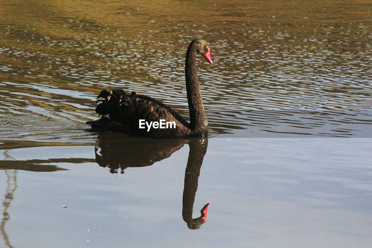 Swan swimming on lake