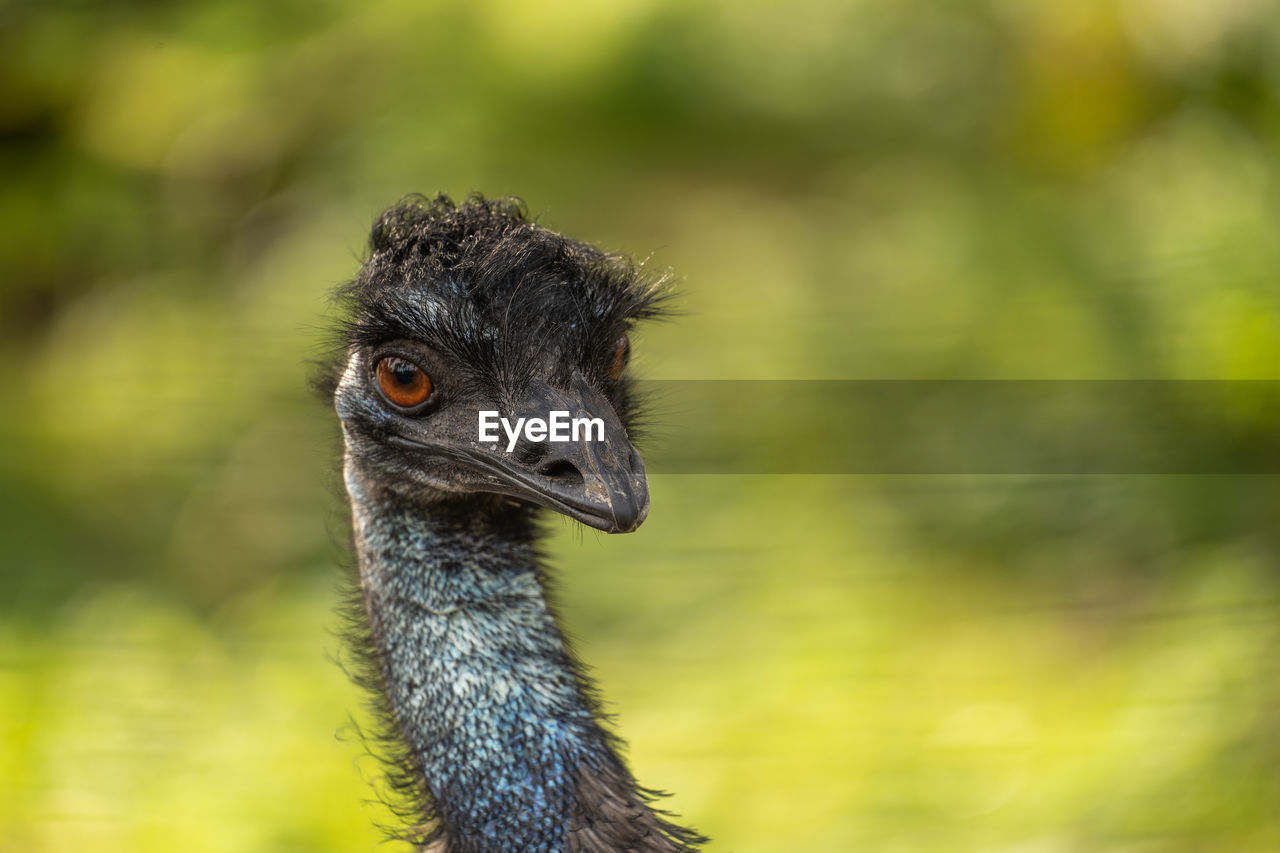 close-up of a bird