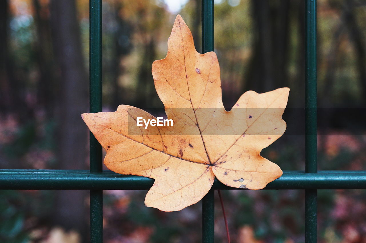 Close-up of dry maple leaf on railing