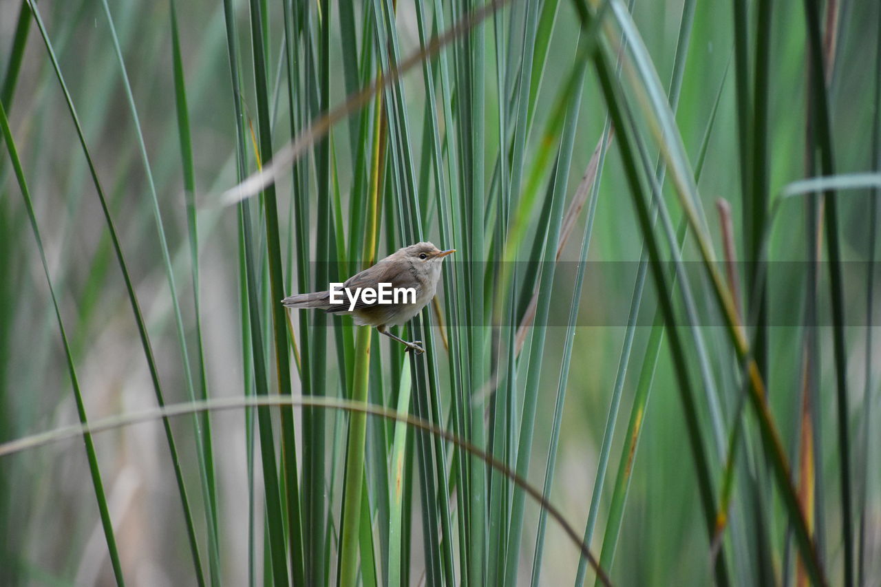 VIEW OF BIRD PERCHING ON PLANT