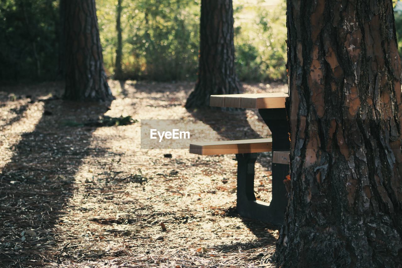 TREES AND FOREST IN SUNLIGHT