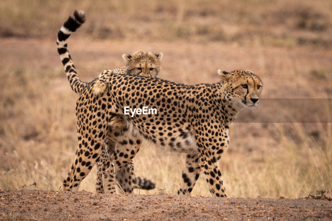 Cheetahs on field in forest