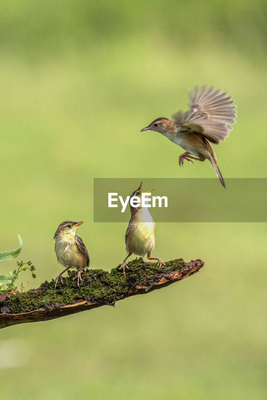 Close-up of birds flying