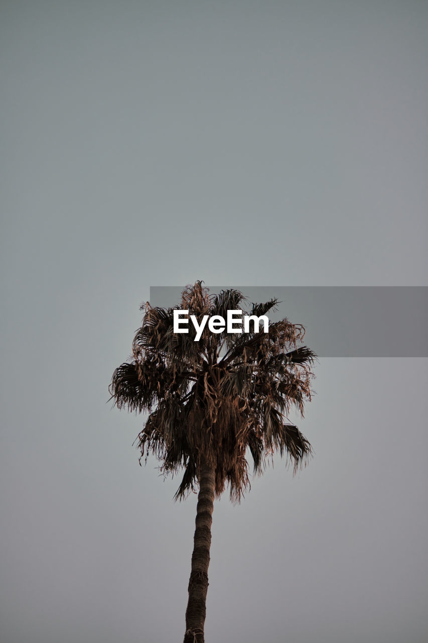 plant, tree, palm tree, nature, leaf, branch, copy space, tropical climate, sky, no people, close-up, macro photography, beauty in nature, twig, flower, growth, outdoors, tranquility, low angle view, cut out, clear sky, studio shot