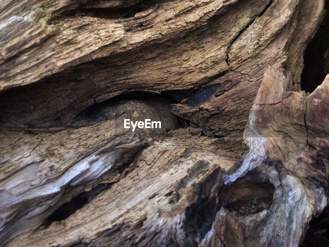 FULL FRAME OF TREE TRUNK