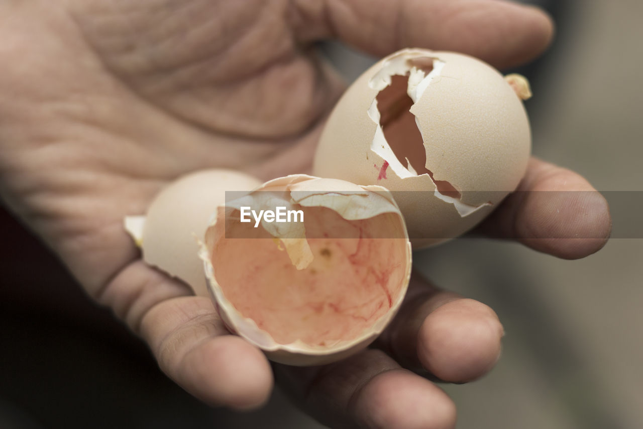 Close-up of villager holds hatched egg shell