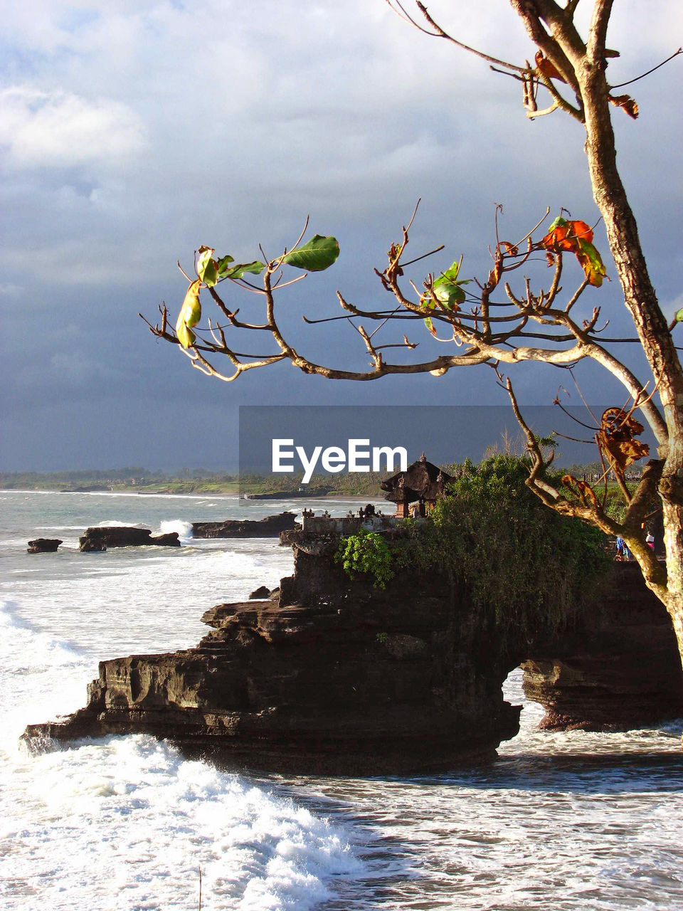 BIRD ON TREE BY SEA AGAINST SKY