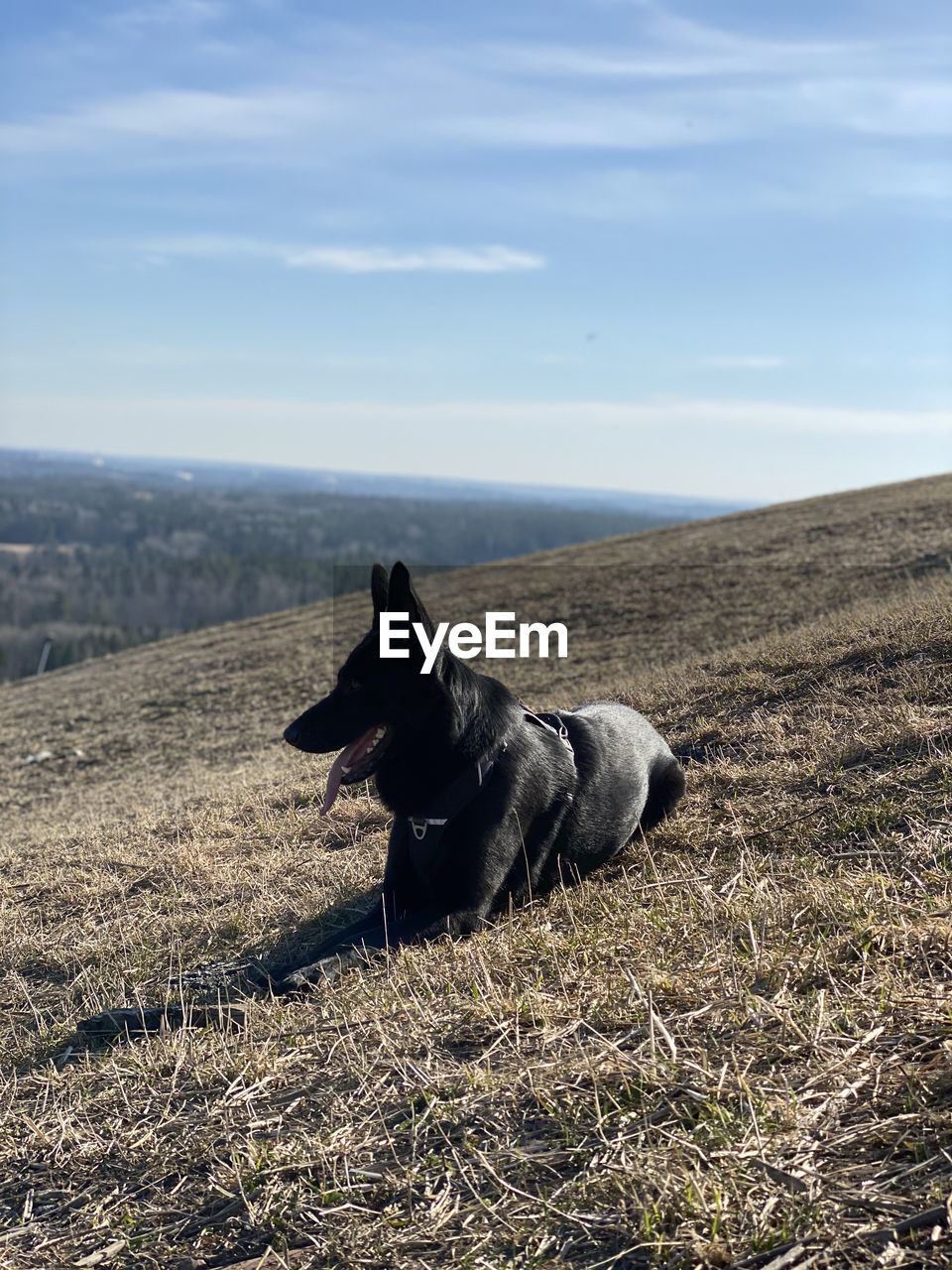 German shepard on a hill