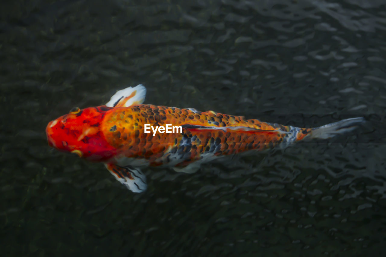 Close-up of koi fish in swimming in pond