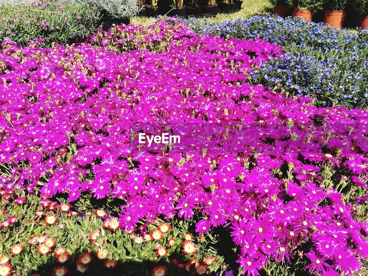 CLOSE-UP OF PINK FLOWERING PLANTS IN FIELD