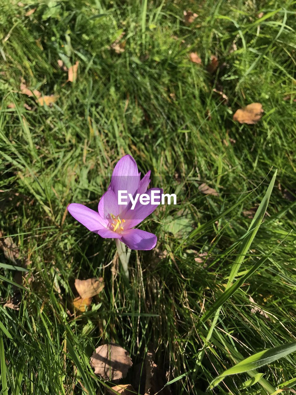 plant, flower, flowering plant, beauty in nature, freshness, growth, nature, green, fragility, grass, petal, high angle view, purple, close-up, flower head, day, inflorescence, no people, wildflower, land, field, meadow, outdoors, pink, leaf, plant part, botany, pollen