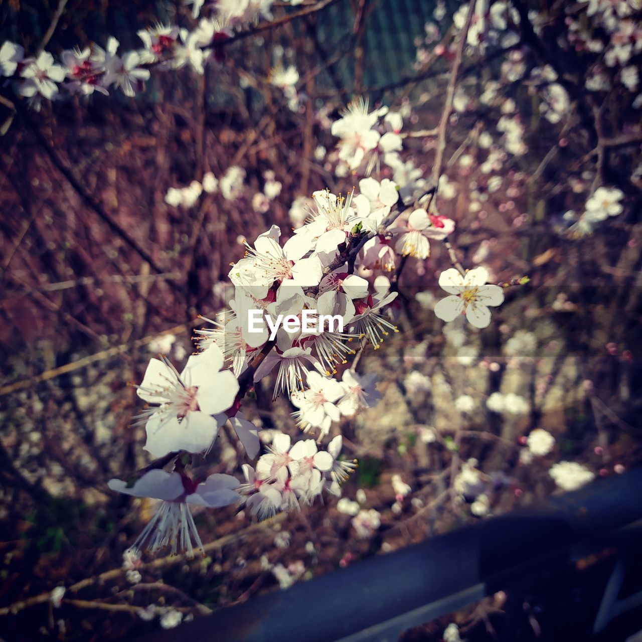 CLOSE-UP OF WHITE CHERRY BLOSSOM