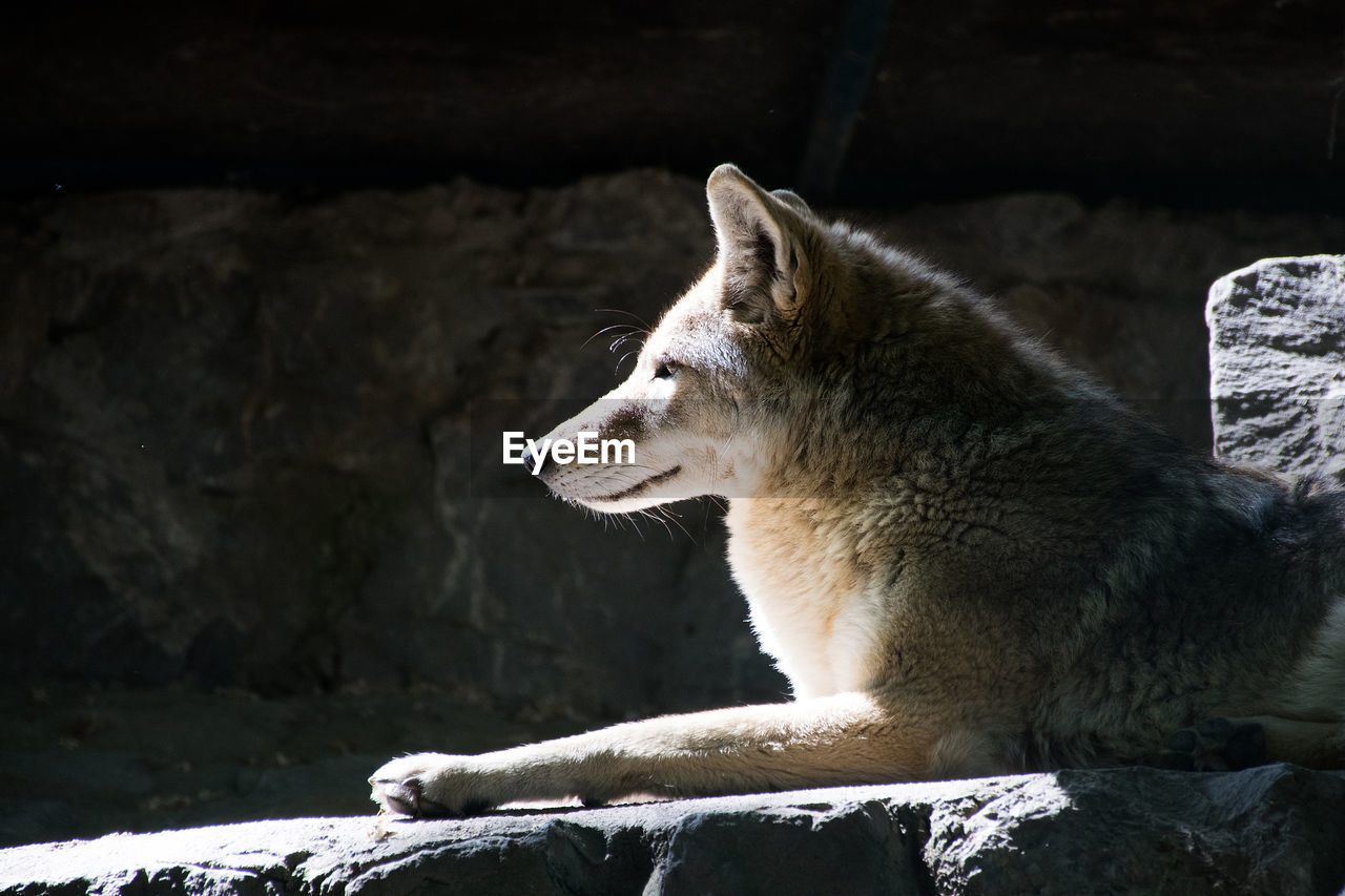 Side view of a wolf looking away