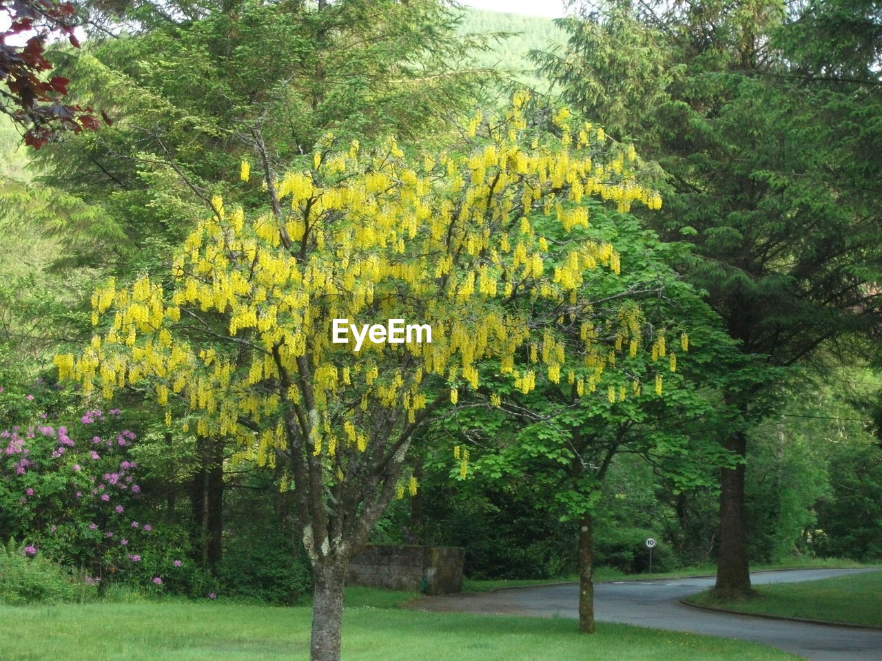 VIEW OF YELLOW FLOWER PLANTS