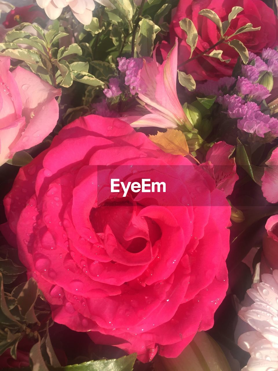 CLOSE-UP OF PINK ROSES BLOOMING