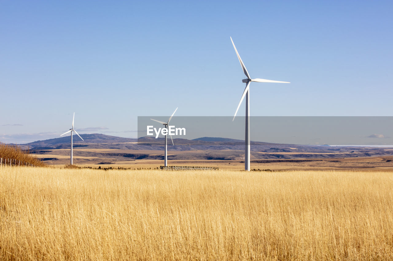 Wind turbines in a field with blue sky