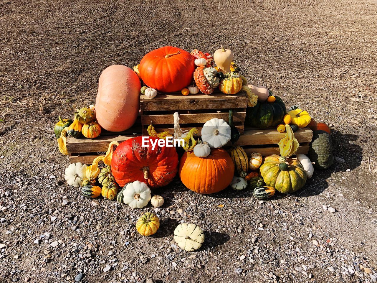 High angle view of pumpkins on ground