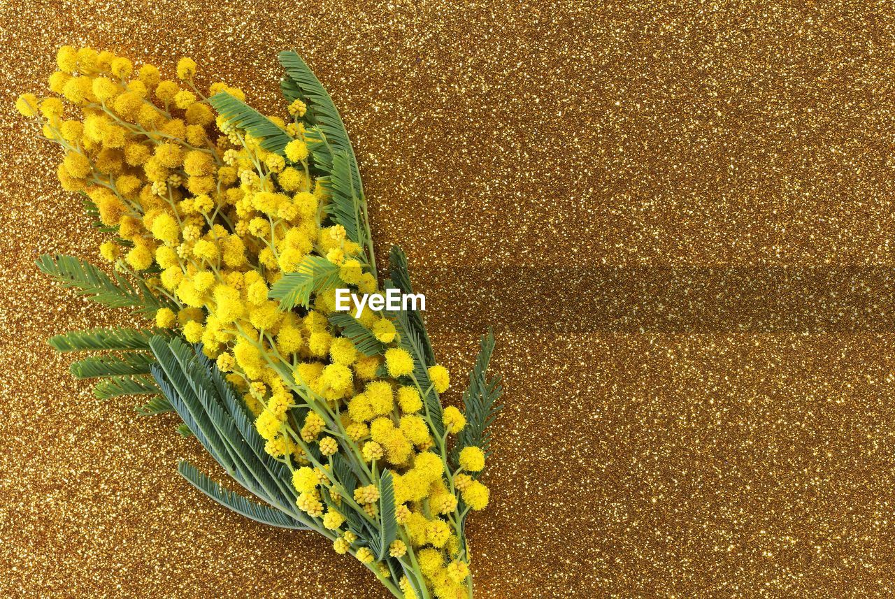 HIGH ANGLE VIEW OF YELLOW FLOWER