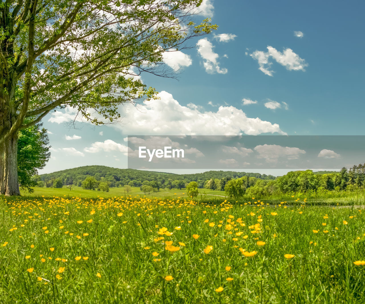 Scenic view of oilseed rape field against sky