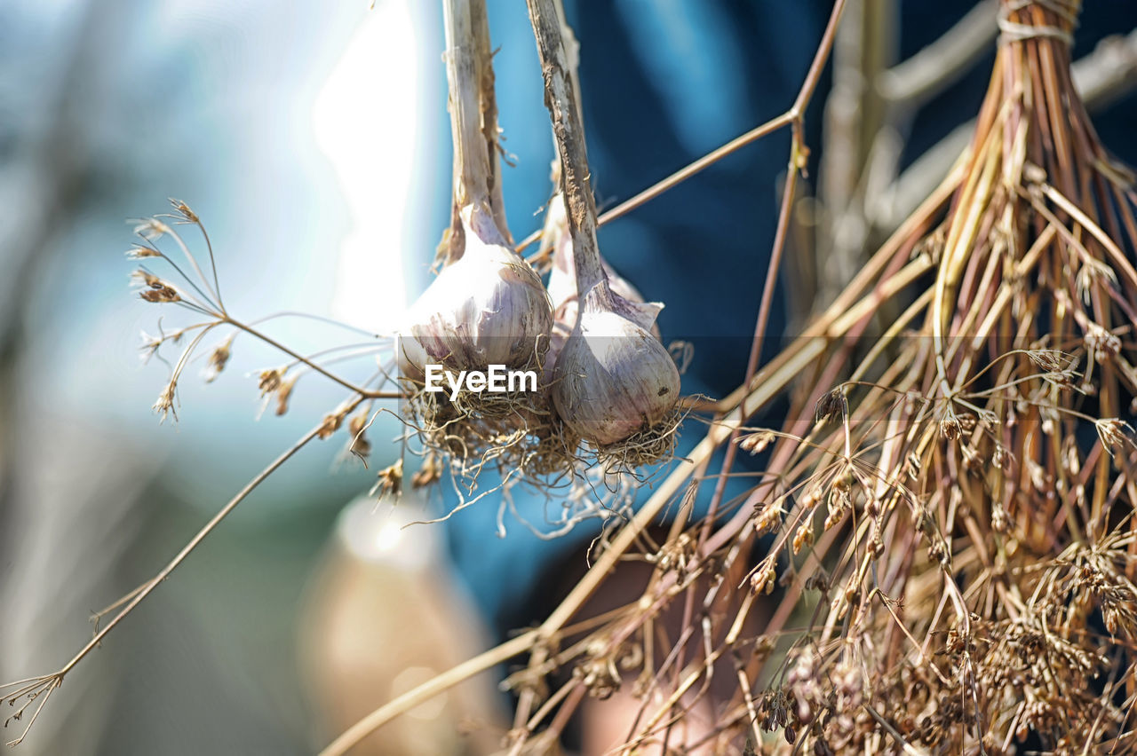 CLOSE-UP OF A BIRD NEST