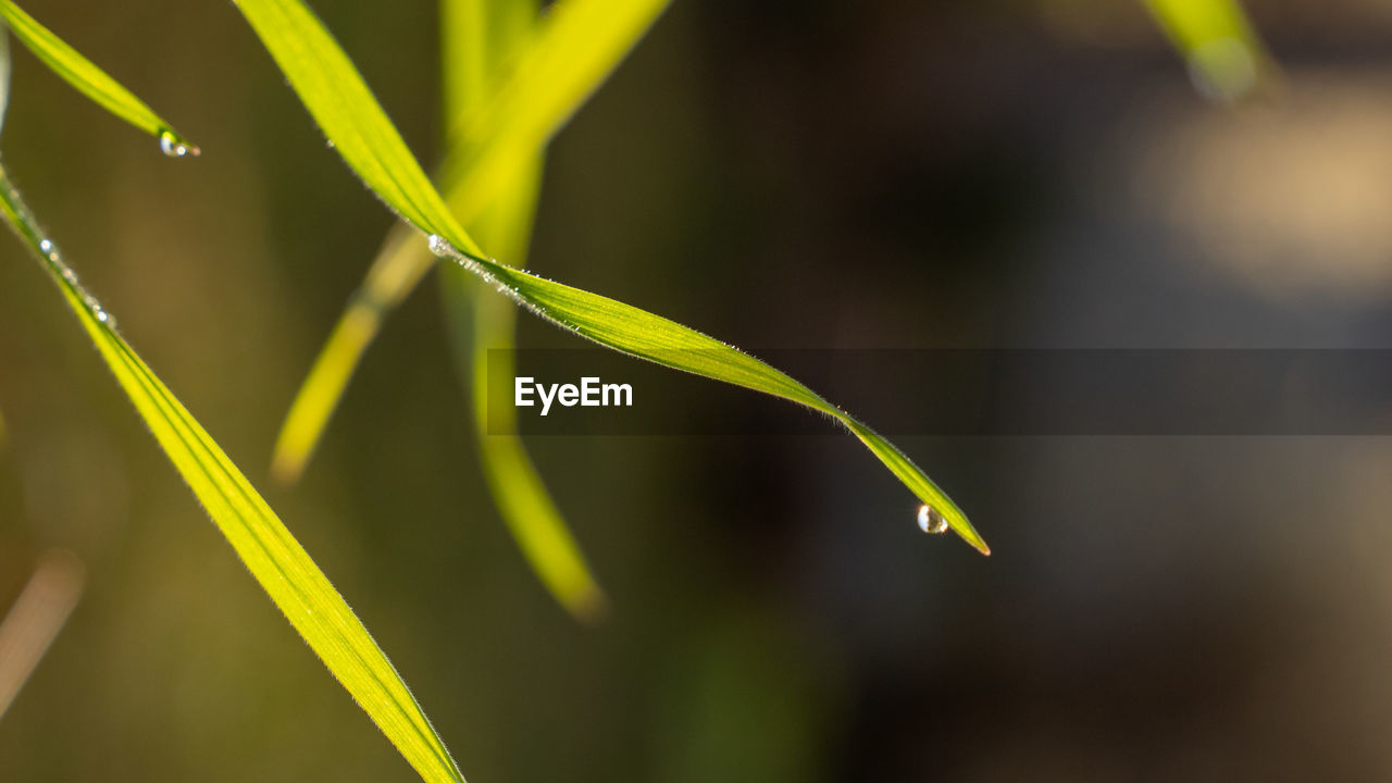 Close-up of fresh green plant