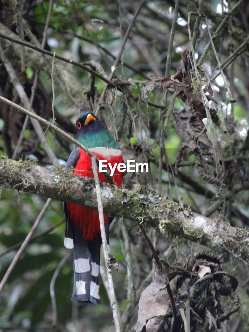 CLOSE-UP OF A BIRD PERCHING ON A BRANCH